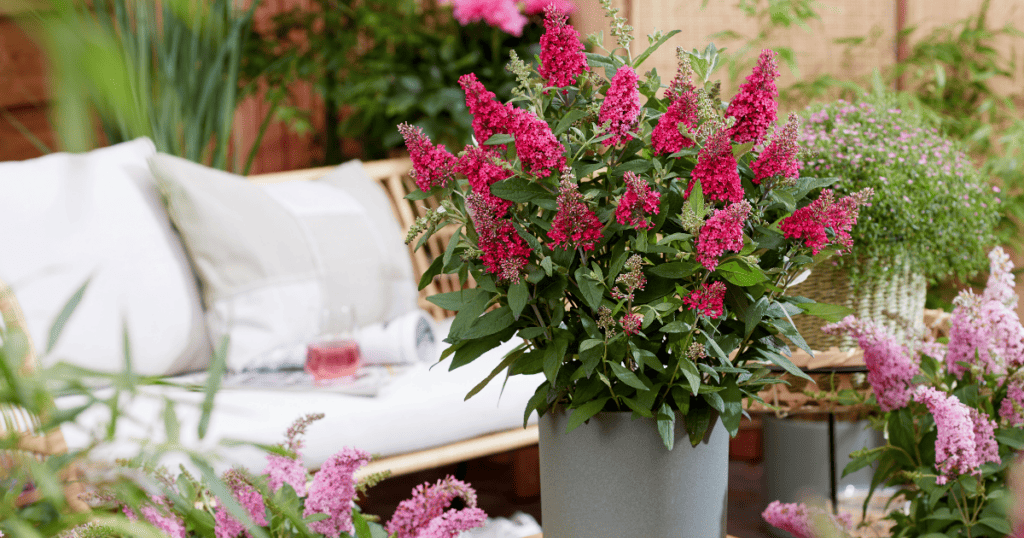 A garden with pink flowers in a pot on a patio.