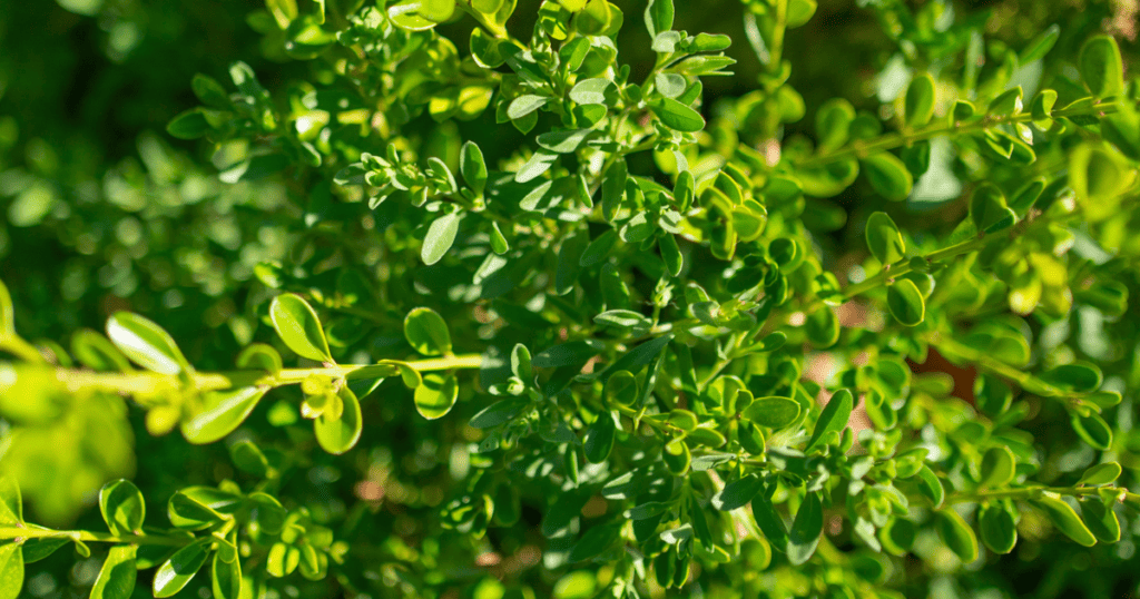Lush green shrub foliage in bright sunlight.