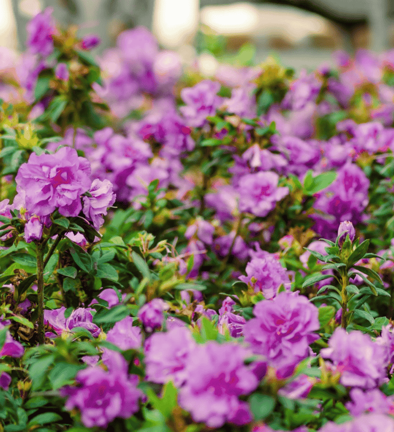 A vibrant cluster of purple azalea flowers in full bloom with lush green foliage, situated outdoors.