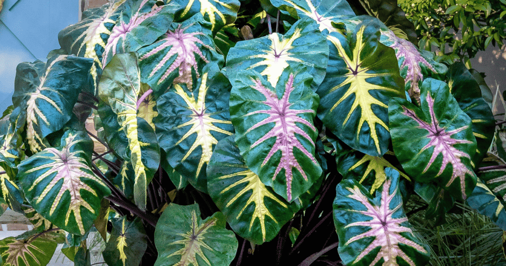 A large plant with colorful leaves in front of a window.