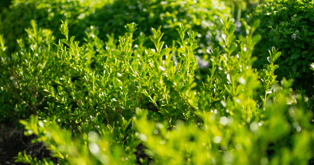 Lush green shrubbery bathed in sunlight.