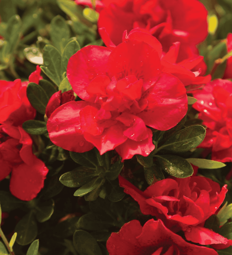 Clusters of vibrant red azalea flowers with dewdrops on their petals are surrounded by dark green leaves.