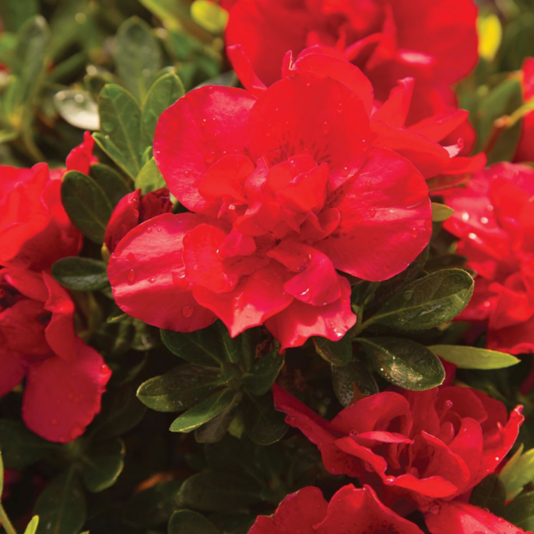 Clusters of vibrant red azalea flowers with dewdrops on their petals are surrounded by dark green leaves.