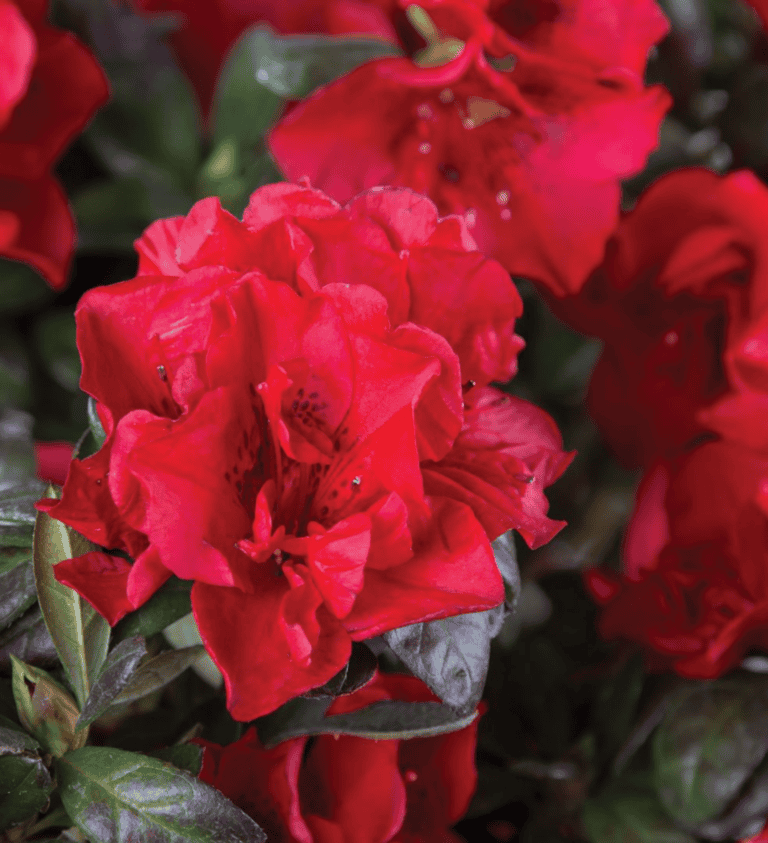 A close-up view of vibrant red azalea flowers with green leaves in the background.