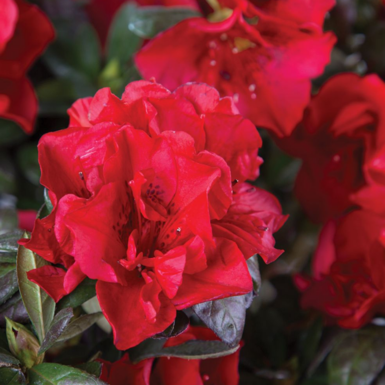 A close-up view of vibrant red azalea flowers with green leaves in the background.