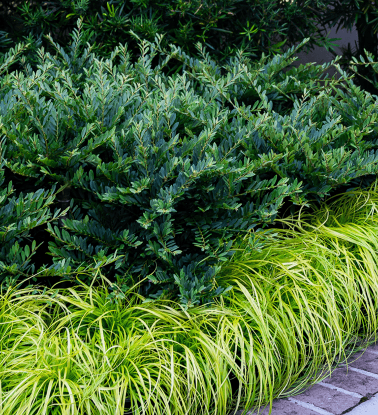 A lush green Distylium shrub is planted behind a border of lime-green ornamental grass, with a brick pathway at the forefront.