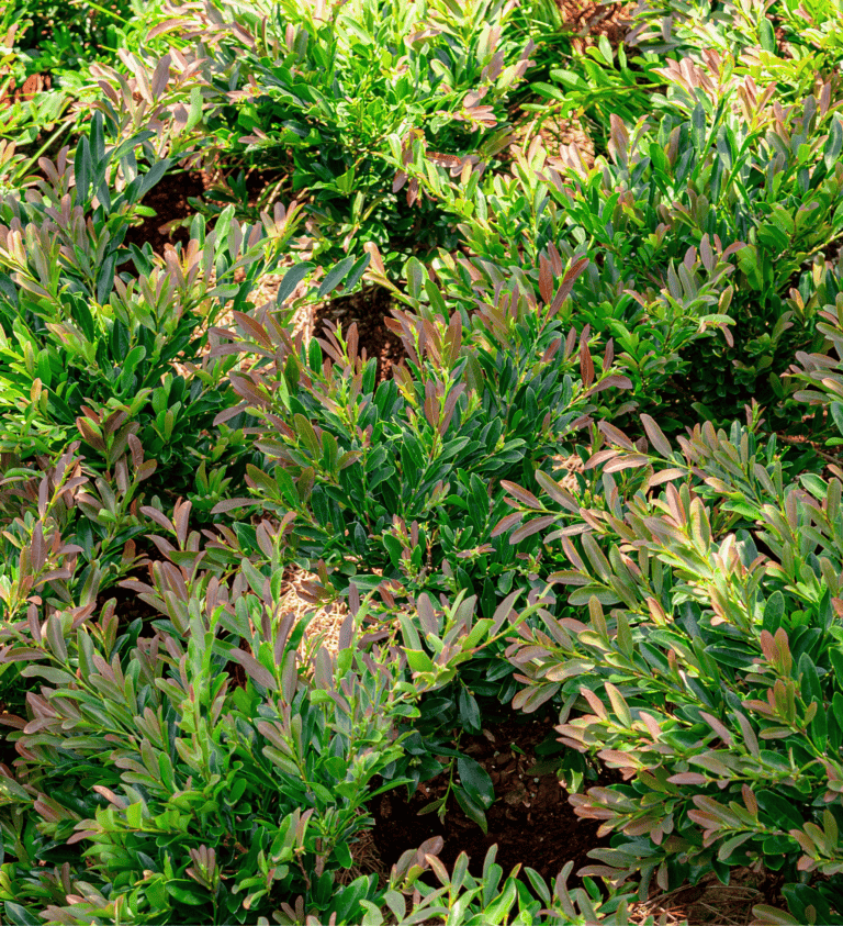 Lush green and pink-tinted foliage of closely planted shrubs in a garden.