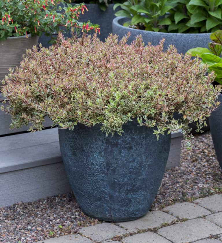 A large, dark planter with a dense Abelia of small, variegated leaves, sitting on a gravel path beside other plant containers.