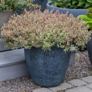 A large, dark planter with a dense Abelia of small, variegated leaves, sitting on a gravel path beside other plant containers.