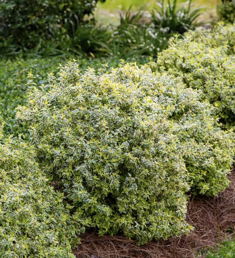 Green variegated Abelia with dense foliage, planted in a landscaped garden, with pine straw mulch covering the ground beneath.