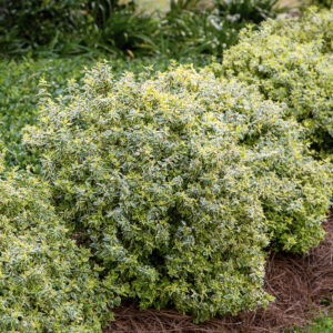 Green variegated Abelia with dense foliage, planted in a landscaped garden, with pine straw mulch covering the ground beneath.