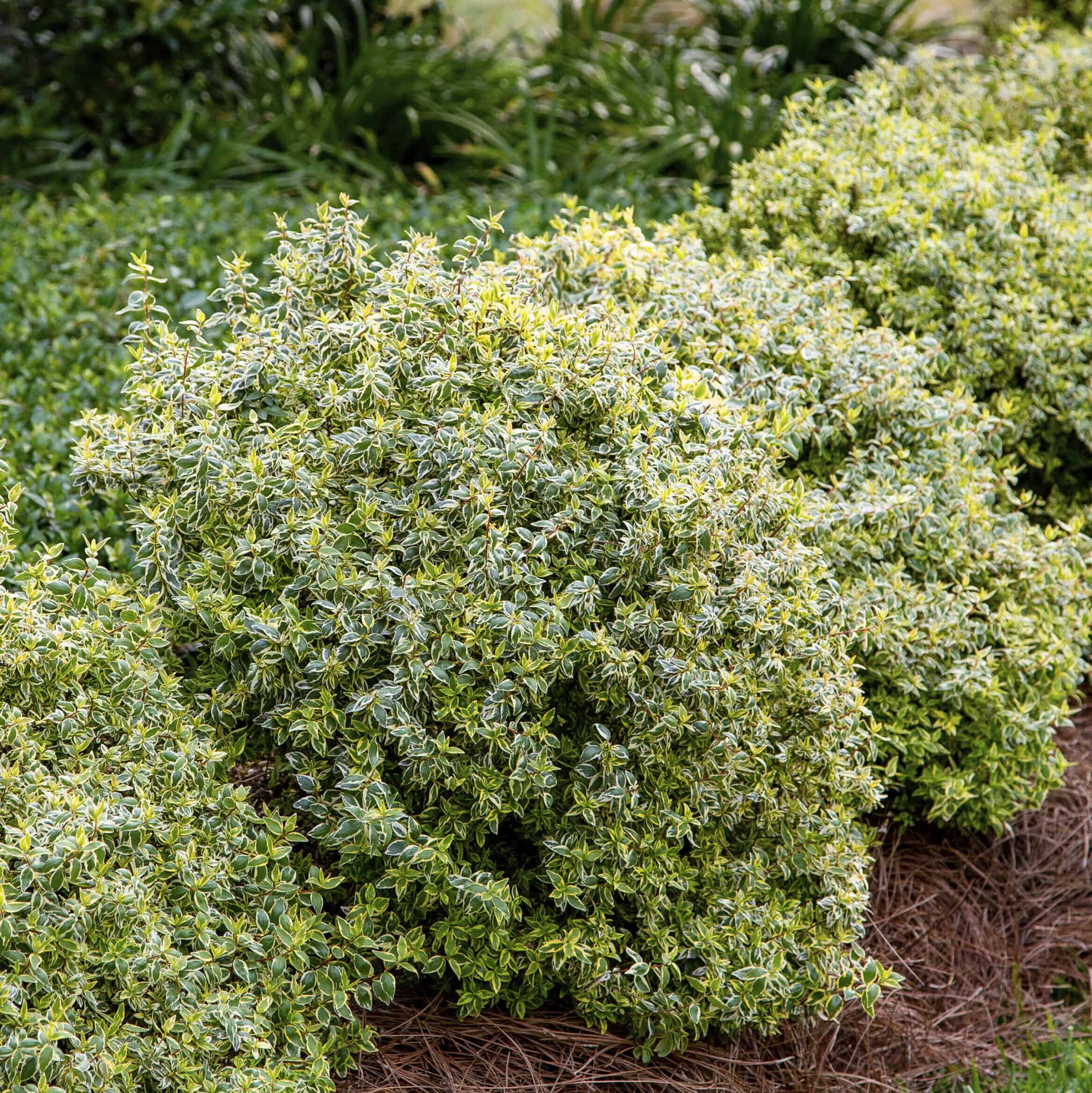 Abelia Suntastic™ 'Radiance'
