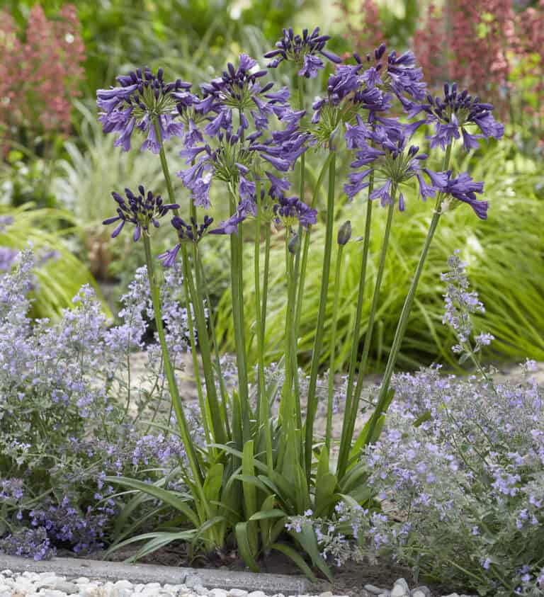 A cluster of Agapanthus flowers with tall green stems bearing purple blooms, surrounded by lavender-colored plants and green foliage in a garden setting.