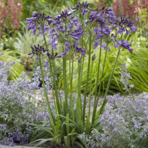 A cluster of Agapanthus flowers with tall green stems bearing purple blooms, surrounded by lavender-colored plants and green foliage in a garden setting.