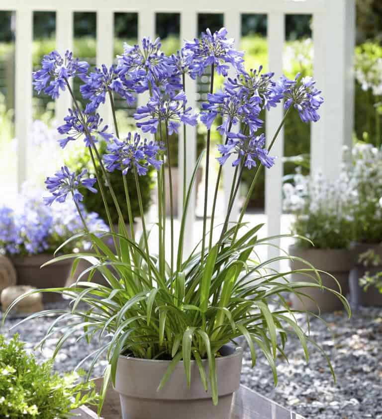 A gray pot of blooming purple agapanthus flowers is placed on a wooden table, with various other potted plants in the background.