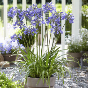 A gray pot of blooming purple agapanthus flowers is placed on a wooden table, with various other potted plants in the background.