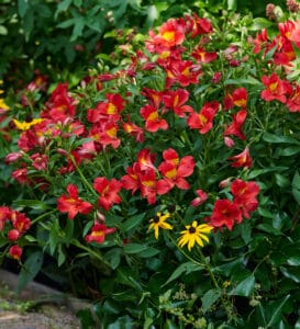 A flower bed with red and yellow flowers.