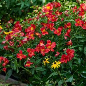 A flower bed with red and yellow flowers.