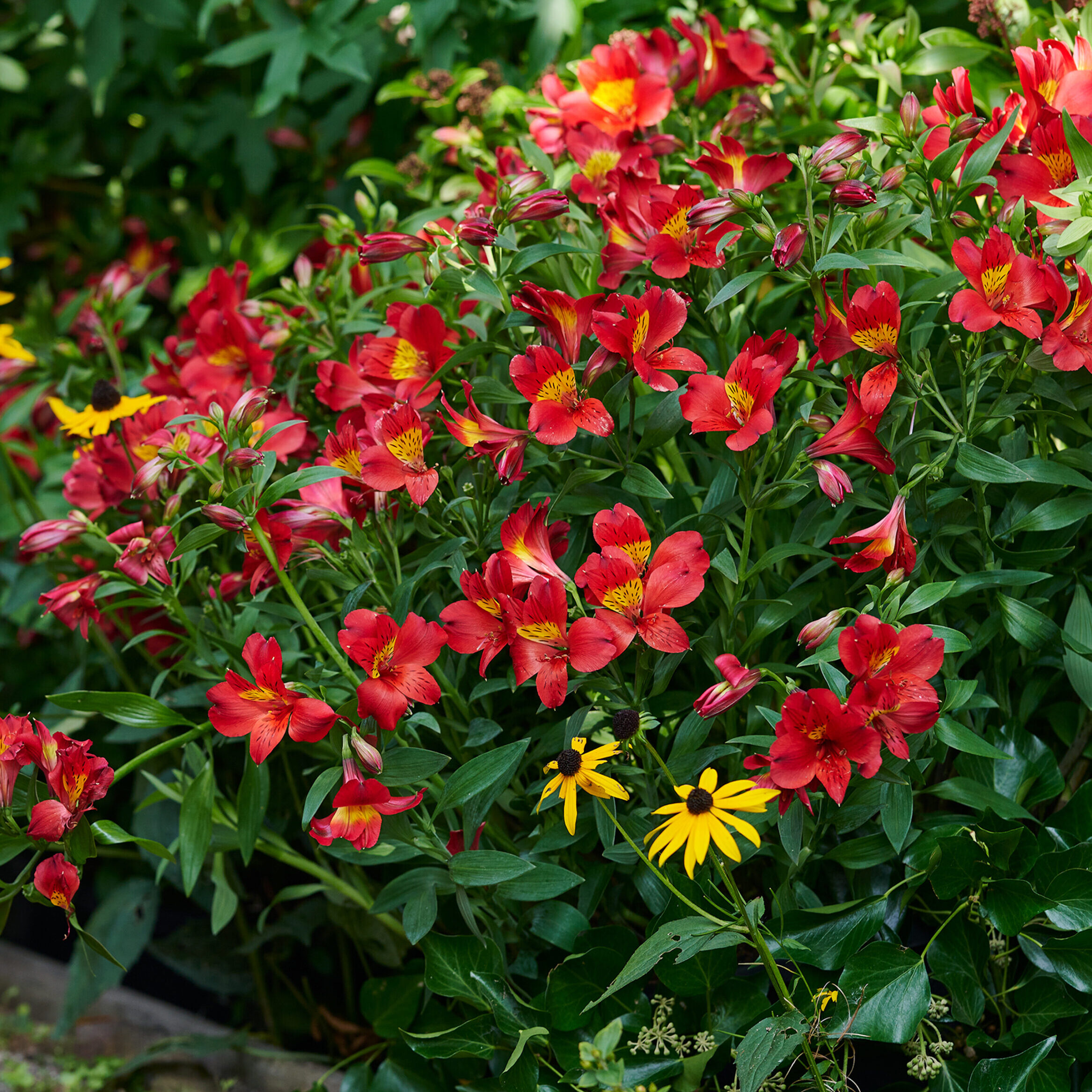 Alstroemeria Summer Paradise® 'Summer Heat'