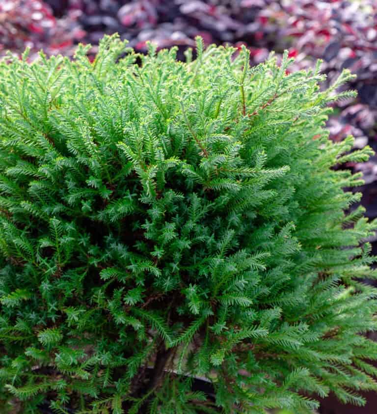 Close-up of a dense, green bushy arborvitae plant with small, needle-like leaves. Background shows blurred foliage of other plants.