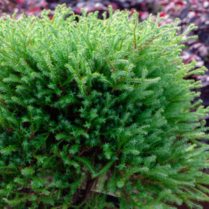 Close-up of a dense, green bushy arborvitae plant with small, needle-like leaves. Background shows blurred foliage of other plants.