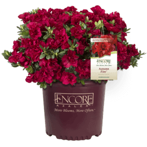 Encore Azalea Autumn Fire in Branded Container with Tag