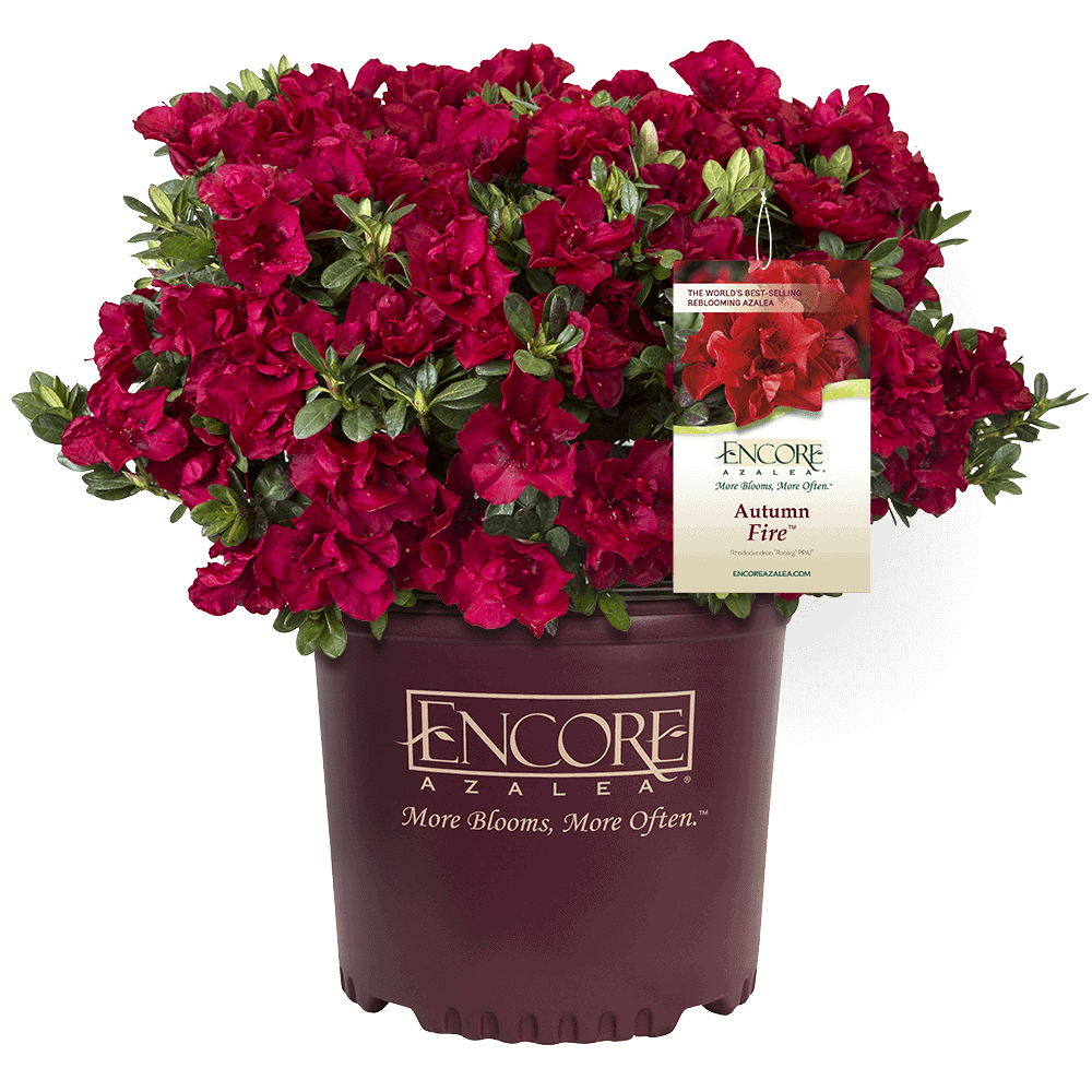 Azalea Tags Encore Azalea Tag and Container Requirements for Associate Growers ...