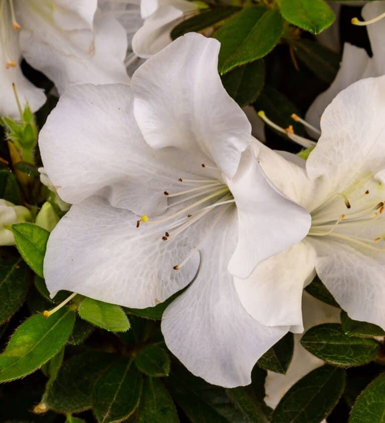 Close-up of white azalea flowers with green leaves in the background. The petals are delicate with visible stamens.