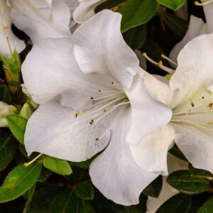 Close-up of white azalea flowers with green leaves in the background. The petals are delicate with visible stamens.