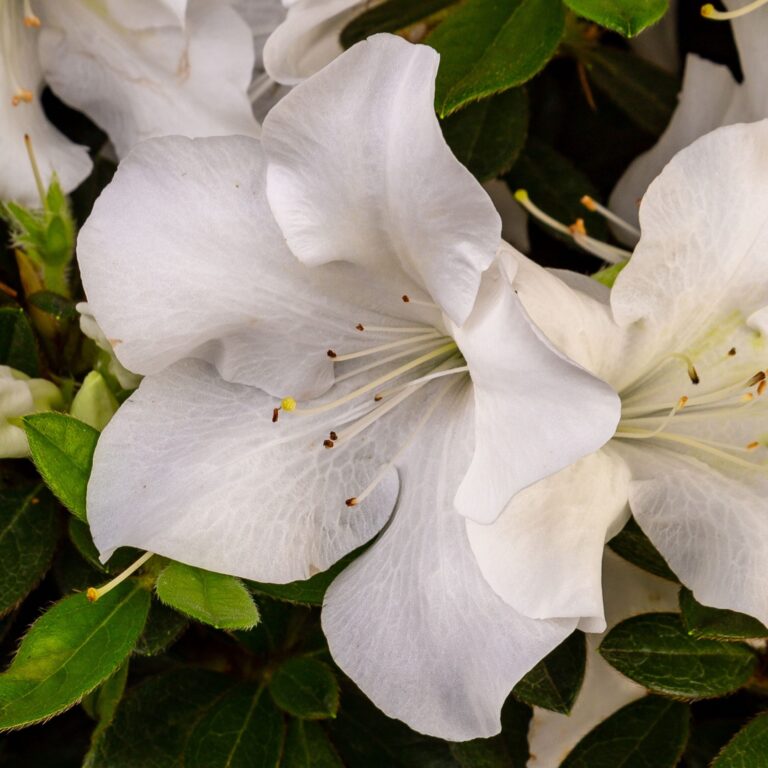 Close-up of white azalea flowers with green leaves in the background. The petals are delicate with visible stamens.