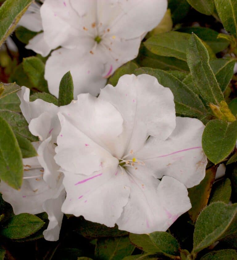 Close-up of white azalea flowers with green leaves. Pale pink streaks are visible on the petals.