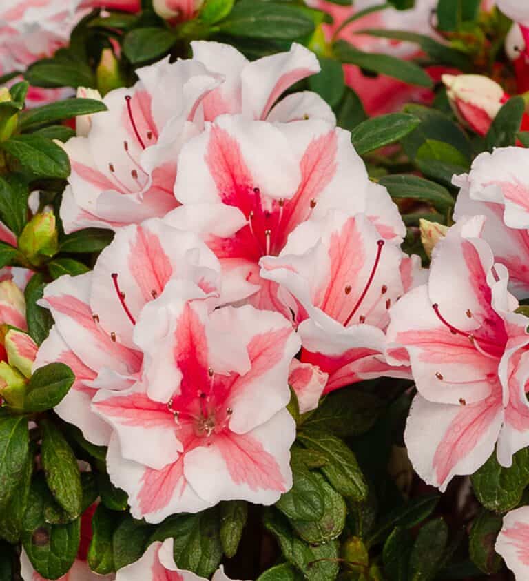 Close-up of white azalea flowers with pink streaks in the center, surrounded by green foliage.