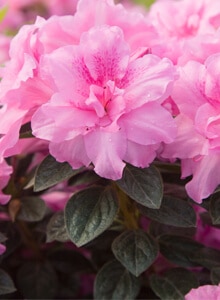 Autumn Carnation Encore Azalea Plant Development Services Inc Autumn Carnation Encore Azalea
