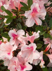 Autumn Cheer Encore Azalea Plant Development Services Inc