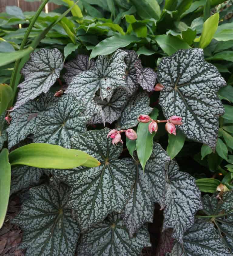 A cluster of green, patterned begonia leaves with red-tinged buds in a garden setting.