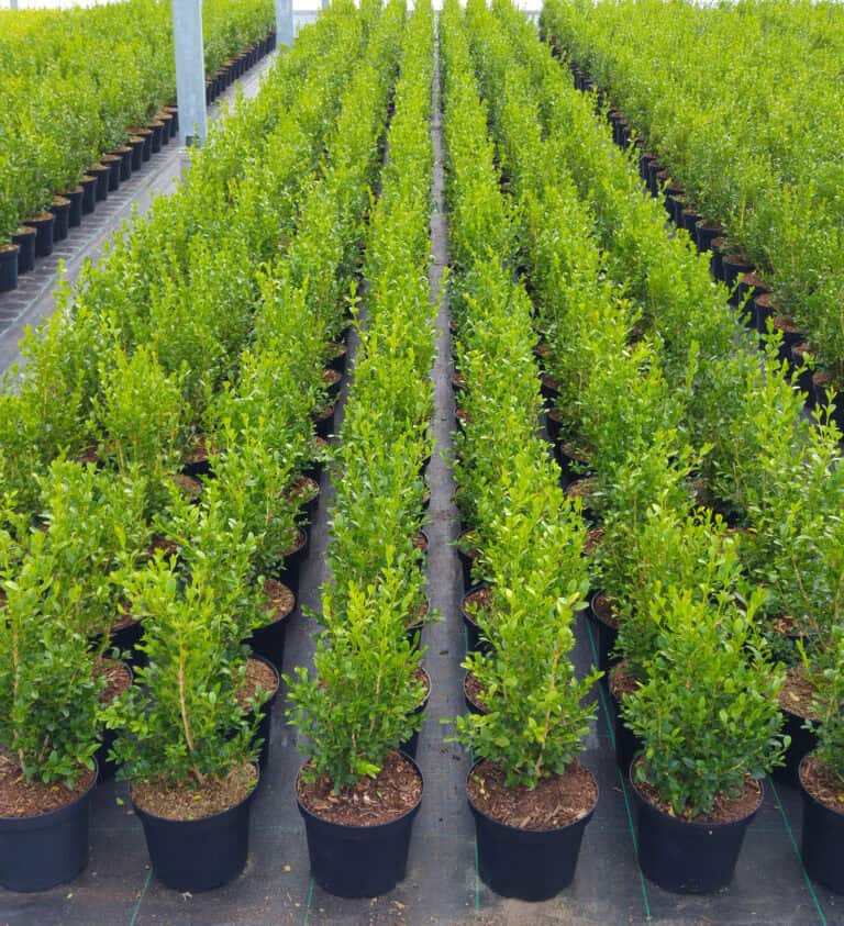 Boxwood BetterBoxwood® Heritage™