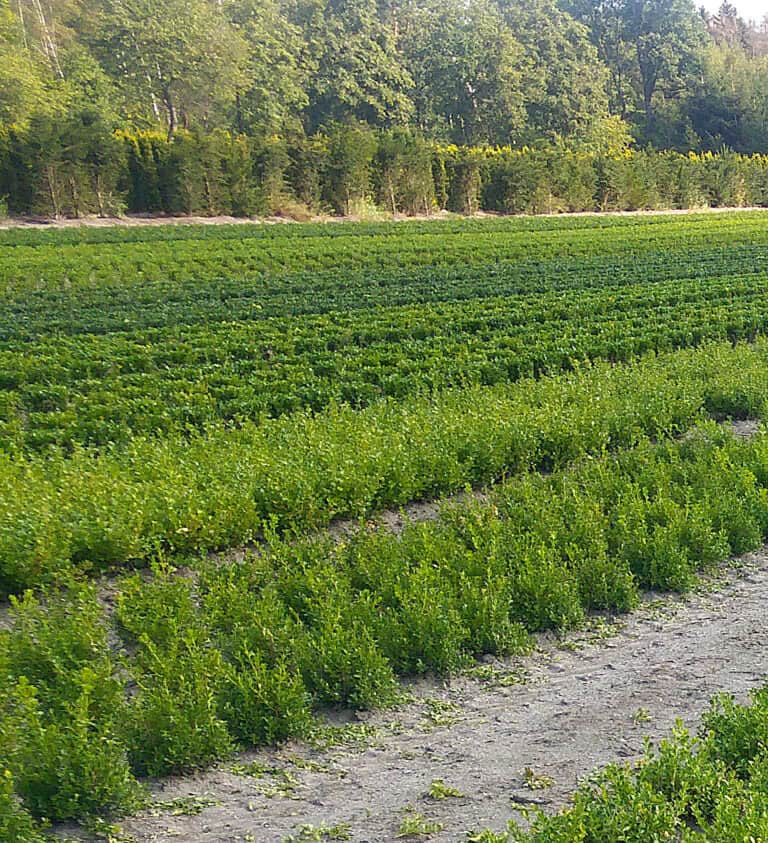 Boxwood BetterBoxwood® Renaissance™ in a field