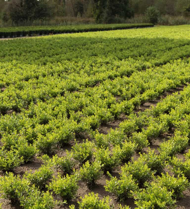 Boxwood BetterBoxwood® Skylight™ in a field