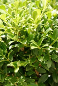 Baby Gem™ Boxwood | Plant Development Services, inc.