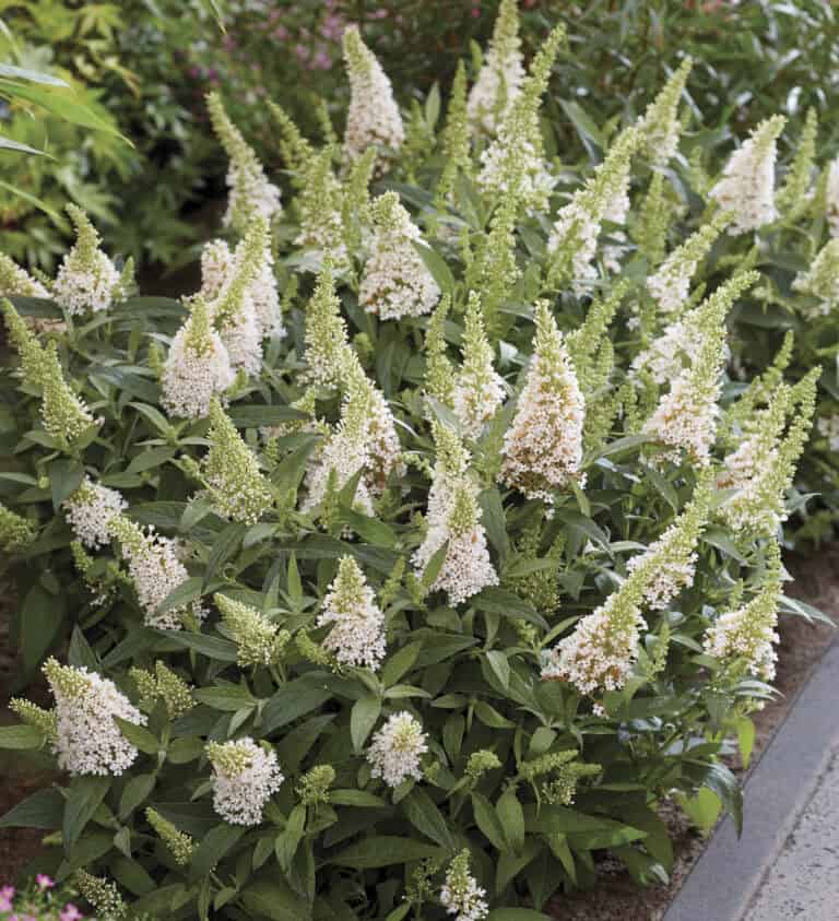 A lush green Butterfly Buddleia plant with numerous white flower spikes in a garden setting.