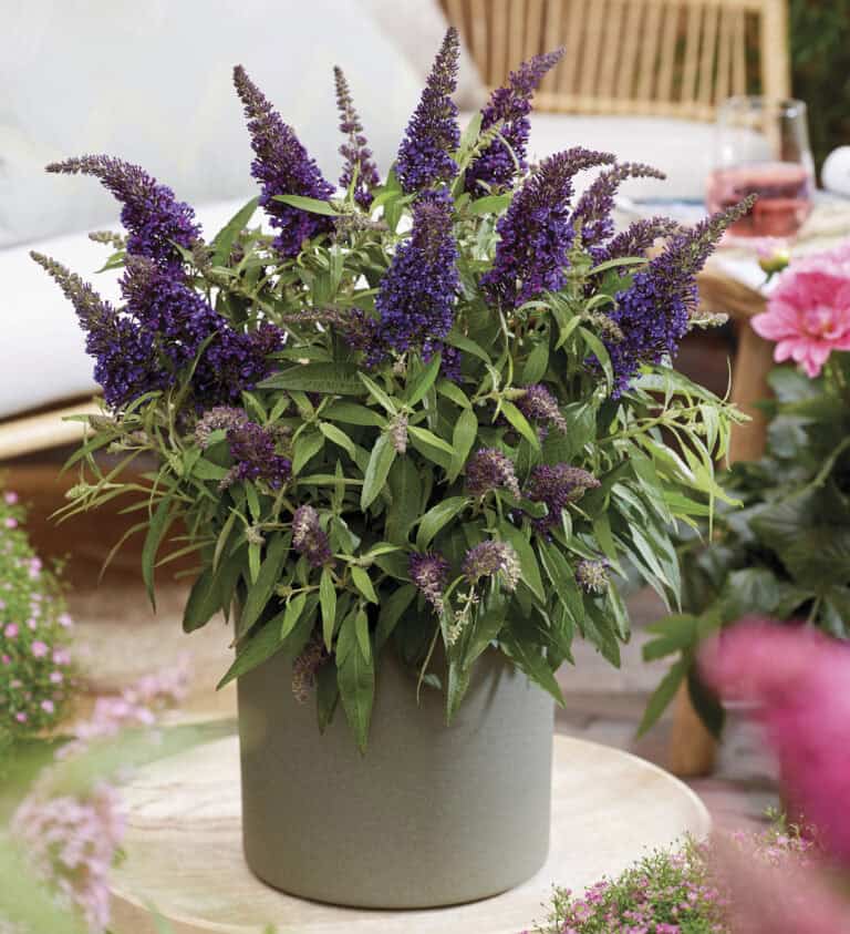 A potted butterfly bush with tall purple flowers and green leaves placed on a table, surrounded by pink flowers and outdoor furniture.