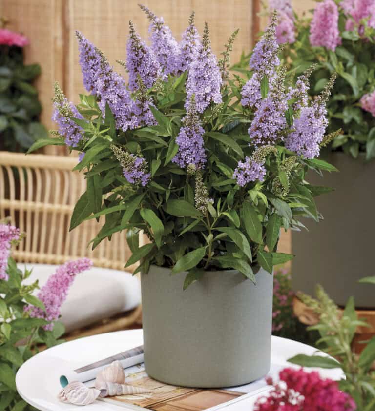 A potted Butterfly Candy Buddleia plant with purple flowering spikes, placed on a white table. In the background, there is wicker furniture and more plants.