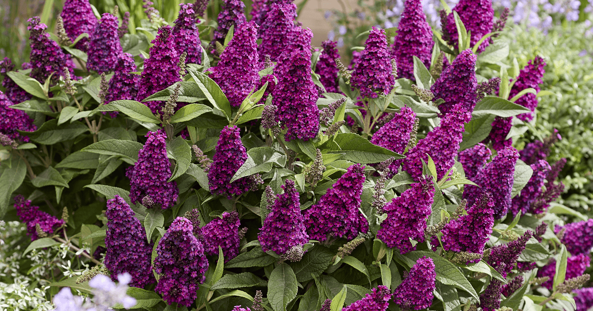 Magenta flowers of Buddleia Lil Magenta Butterfly Candy Butterfly Bush