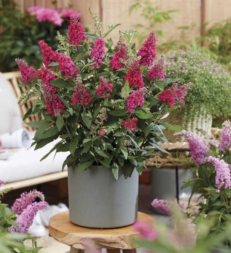 A gray pot holds a butterfly buddleia bush with vibrant pink flowers, placed on a wooden stool in an outdoor setting with other similar plants in the background.