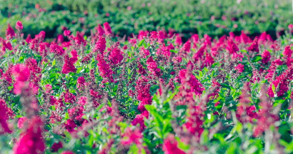 Butterfly Candy production grounds