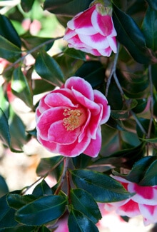 Christmas Carol™ Camellia  Plant Development Services, inc.