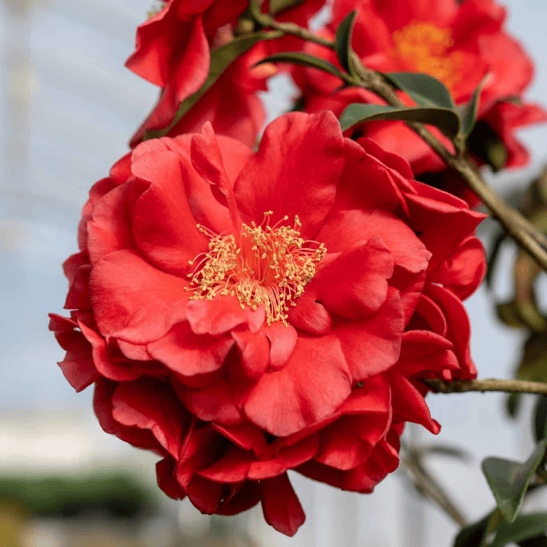 Camellia Early Surprise