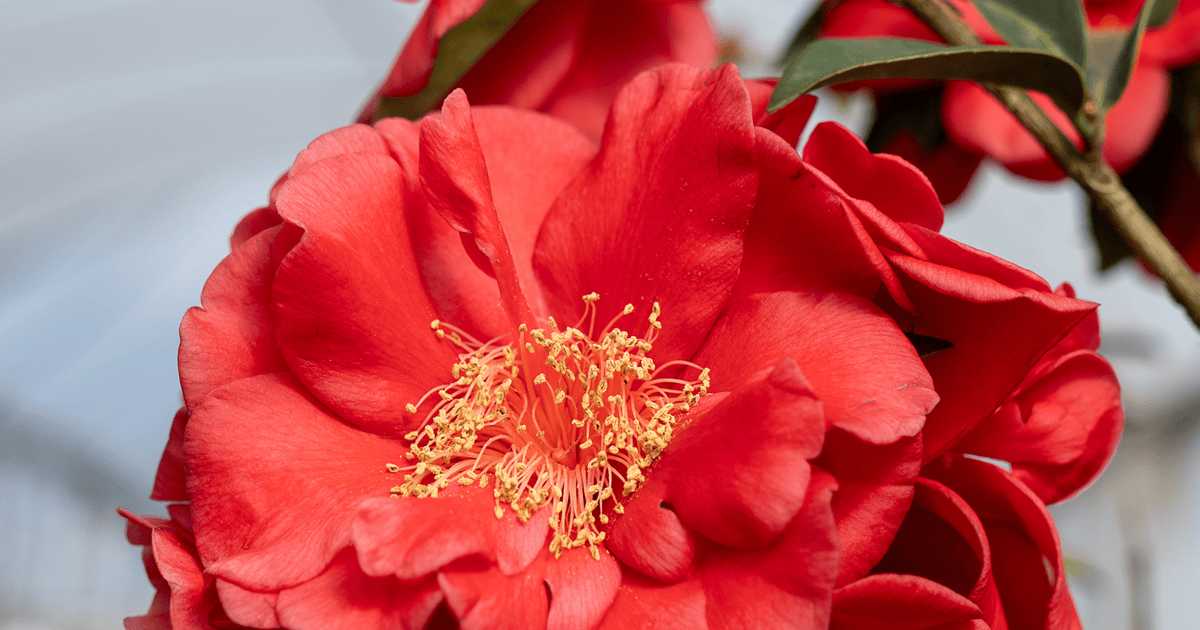 Coral red flower from Early Surprise Camellia