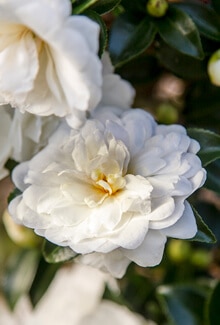 October Magic® White Shi-Shi™ Camellia | Plant Development Services, inc.