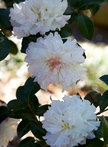 October Magic® White Shi-Shi™ Camellia - Plant Development Services, inc.